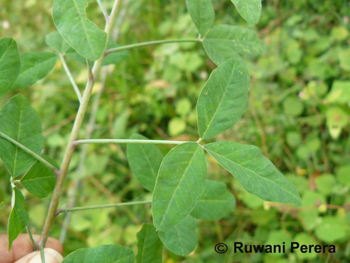 Crotalaria laburnifolia L.